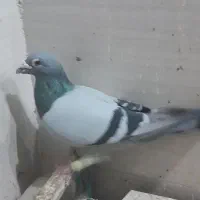 کبوتر پلاکی|پرنده|ویسیان, |دیوار
