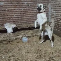 سگ م|سگ|مراغه, |دیوار