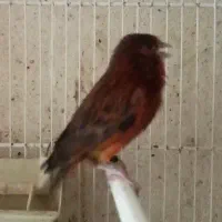 قناری ماده رنگ زیبا