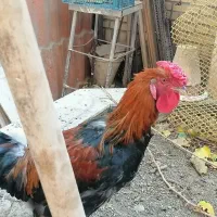 خروس چهل تاج|حیوانات مزرعه|مشهد, بلال|دیوار