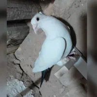 کبوتر نر سوراخ دم سیاه عتیقه