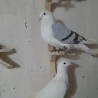 خال دم|پرنده|شیروان (خراسان), |دیوار