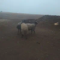 قوچ شال|حیوانات مزرعه|دشتابی, |دیوار