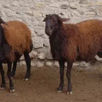 گوشت بره،نرینه و فروش گوسفند
