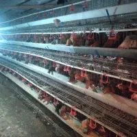 تخمه مرغ محلی اورگانیک