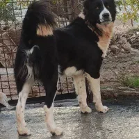 سگ قهدریجانی ماده