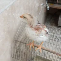 دوعدد جوجه مرغ‌تک۴۰۰هزار باهم۷۰۰هزار