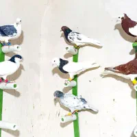 کبوتر رنگی درجه یک تک و تعداد