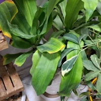 انواع گیاه ح ر ا ج