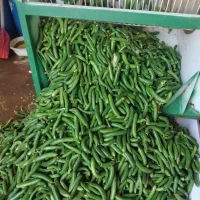 خیار  ریز