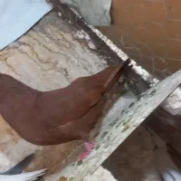 دم سفید و سرخن نر ۳ تومان مقطوع