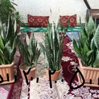 فروش گل‌های خانگی