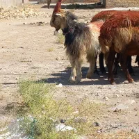 ۷راس میش بره ماده