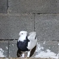 طوقی|پرنده|لامرد, |دیوار