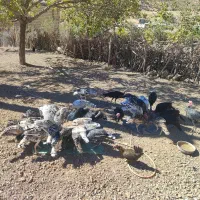 بوقلمون نورآباد|حیوانات مزرعه|نورآباد, |دیوار