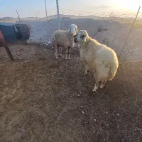 گوسفند داشتی