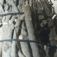 خریدار چوب انجیر هفته ای ۵ تن