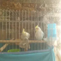 فروشی|پرنده|فردیس, ثابتی|دیوار