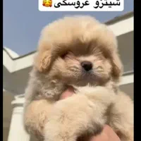 شیتزو عروسکی سایز کوچیک