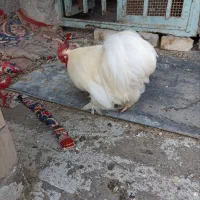 دو عدد خروس سیبرایت و کوشین
