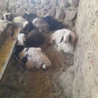 بره سبک