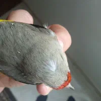 سهره دوگ کرمانی نشون دار|پرنده|جوادآباد, |دیوار