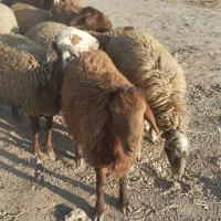 تعدادی گوسفندبرای فروش دارم9عددماده دوتا و هستند|حیوانات مزرعه|صحنه, |دیوار