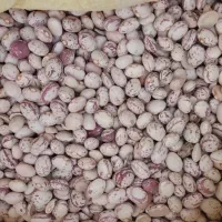 لوبیا چیتی بوجار شده