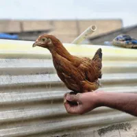 فروش عمده نیمچه  مرغ و خروس گلپایگان تخمگذار