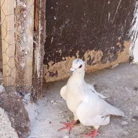 کبوتر