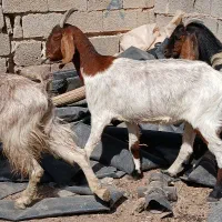 بز کولار دورگ اسراییلی دوقلوزا|حیوانات مزرعه|شیراز, شهرک مدرس|دیوار