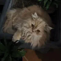 گربه نر برای جفتگیری