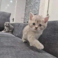 گربه