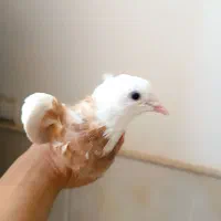 ماده طوقی زرد