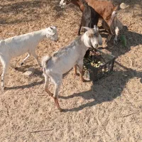 فروش چند عدد کهر نر وچند عددکهر ماده سالم و سرحال|حیوانات مزرعه|بندرعباس, |دیوار