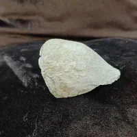 فسیل حلزون باستان با انرژی