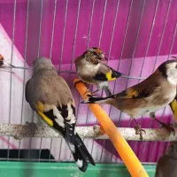 سهره رسمی نر|پرنده|وحیدیه, |دیوار