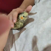 پرنده گم شده