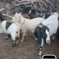 فروش.چهارده  راس بز درجه یک|حیوانات مزرعه|یاسوج, |دیوار