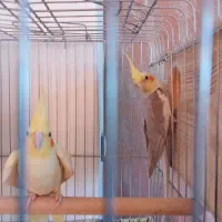 جفت عروس هلندی با تخم نطفه دار|پرنده|نورآباد ممسنی, |دیوار