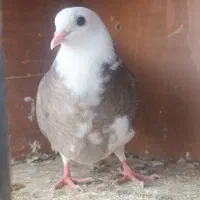 جفت جوجه کفتر نر|پرنده|مشهد, زمرد|دیوار