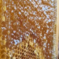 عسل|خوردنی و آشامیدنی|اهواز, کوی طلاب|دیوار