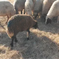 کاور