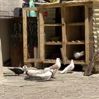 قفس چوبی جفت کن|لوازم جانبی حیوانات|ایلام, |دیوار