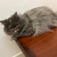 گربه پرشین اسکاتیش