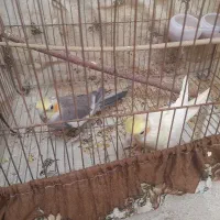 عروس هلندی