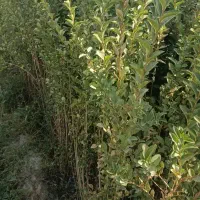 ترون(شمشاد)|گل و گیاه طبیعی|تهران, دهکده المپیک|دیوار