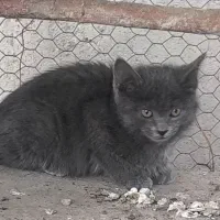 گربه خونگی|گربه|اصفهان, کارلادان|دیوار