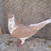 کفتر