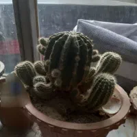 کاکتوس|گل و گیاه طبیعی|مراغه, |دیوار